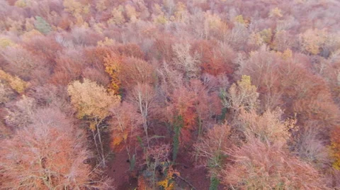 Aerial View Flying Over the Top of the Beech Trees Stock Footage 44454301
