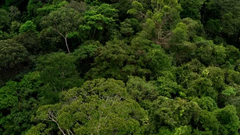 Aerial view flying over the tree canopy of a tropical forest Stock Footage 151280373