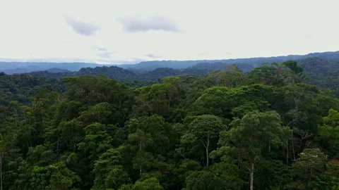 Aerial view, flying over tree crowns to reveal amazon forest behind Stock Footage 196717437