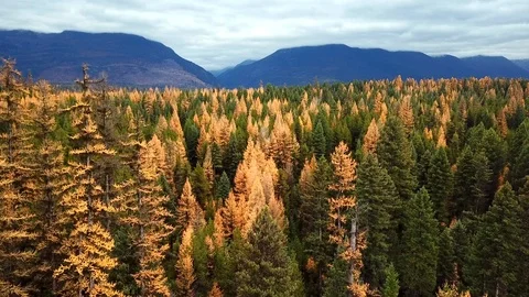 Aerial view: Flying over trees in the fall in the mountains Stock Footage 100555429