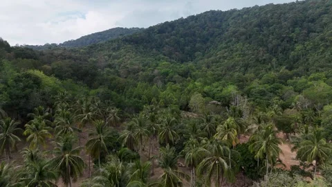 Aerial View Flying Over Tropical Jungle and Palm Trees in Koh Lanta, Thailand Stock Footage 335950996
