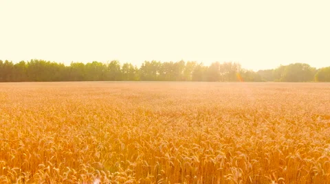 Aerial View. Flying over wheat field with sunlight . Aerial drone shot. Stock Footage 65447139