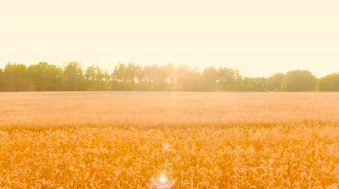 Aerial View. Flying over wheat field with sunlight . Aerial drone shot. Stock Footage 65447321