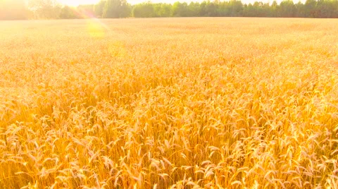 Aerial View. Flying over wheat field with sunlight . Aerial drone shot. Stock Footage 65484991