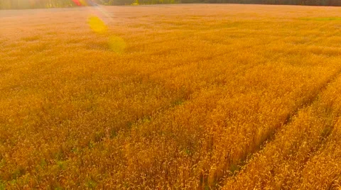 Aerial View. Flying over wheat field with sunlight . Aerial drone shot. Stock Footage 65486200