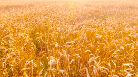 Aerial View. Flying over wheat field with sunlight . Aerial drone shot. Video stock 65486784