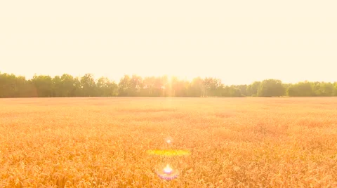 Aerial View. Flying over wheat field with sunlight . Aerial drone shot. Vidéo 65488662