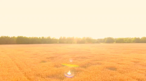 Aerial View. Flying over wheat field with sunlight . Aerial drone shot. Stock Footage 65488767