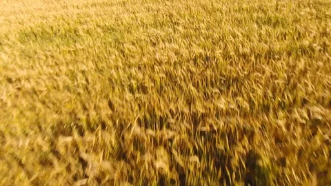 Aerial View. Flying over wheat field with sunlight . Aerial drone shot. 動画素材 93331753