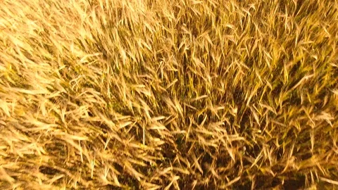 Aerial View. Flying over wheat field with sunlight . Aerial drone shot. 動画素材 93334880