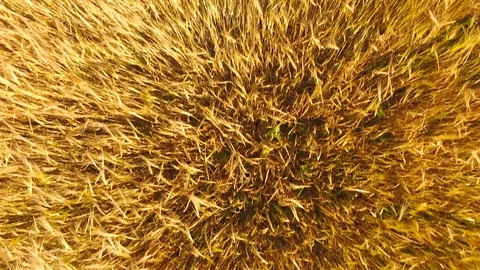 Aerial View. Flying over wheat field with sunlight . Aerial drone shot. 動画素材 93335409