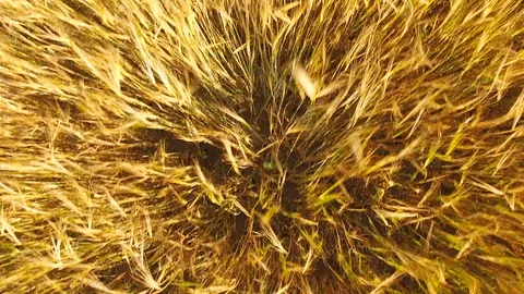Aerial View. Flying over wheat field with sunlight . Aerial drone shot. 動画素材 93336065
