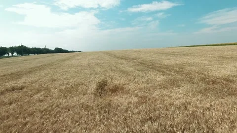 Aerial View. Flying over wheat field with sunlight . Aerial drone shot. Stock Footage 143070122