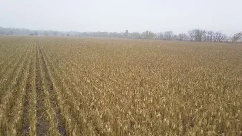 Aerial View Flying Over Winter Crops on a Foggy Day Stock Footage 83634636