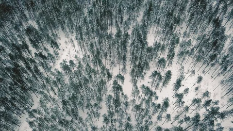Aerial view flying over winter forest with snowy footpath in the middle. Winter Stock Footage 87188837