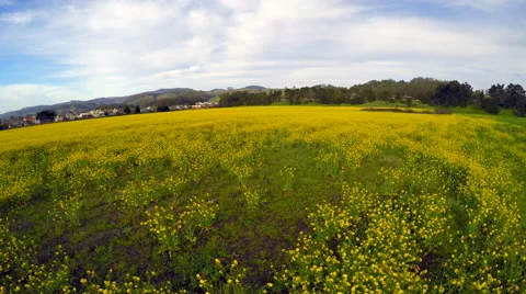 Aerial view flying over a yellow flower field at a low altitude 4k Stock Footage 60947751
