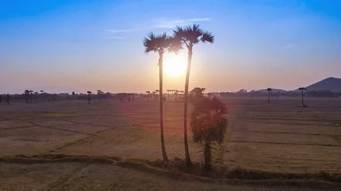 Aerial View Flying Reverse Past Between Palm Trees Over Rural Farmland On Sunset Stock Footage 73026262