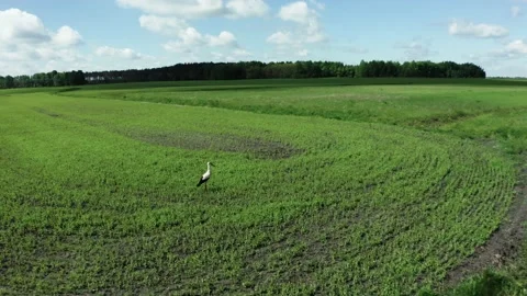 Aerial view of a flying stork Stock Footage 162796583