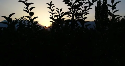 Aerial view flying at Sunset Stock Footage 114219467