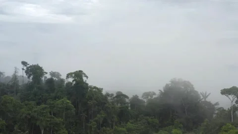 Aerial view flying through a dense fog into the tree canopy of a tropical forest Stock Footage 146756232