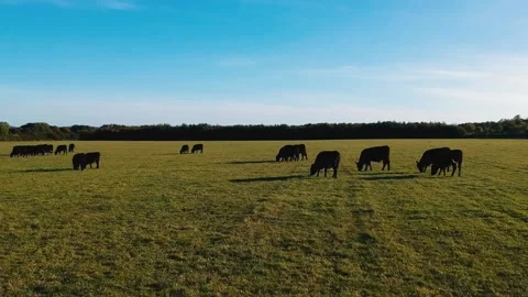 Aerial view flying through a field of cows 스톡 동영상 143155885