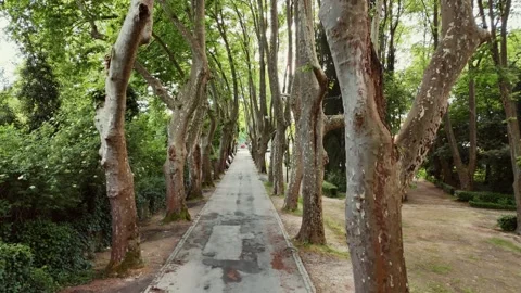 Aerial View Flying Through a Green Tree Canopy in Coimbra Park Stock-Footage 345840396