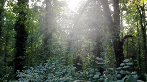 Aerial View of Flying Through Thick Forest With Sun Peaking Through Tree Leaves Stock Footage 142304688