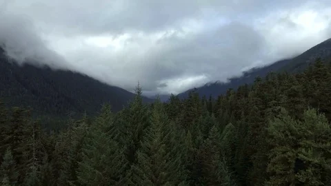 Aerial view flying through the tree tops of an evergreen forest Video stock 72137360