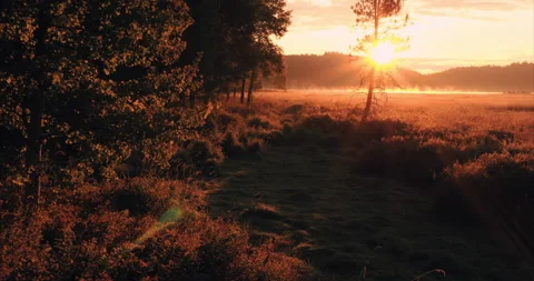 Aerial View Flying Through Trees | Idaho Sunrise Over Lake Stock Footage 146986421