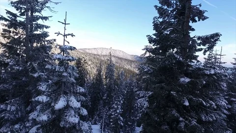 Aerial View Flying Through A Winter Forest Stock Footage 70249902