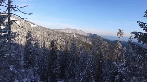 Aerial View Flying Through A Winter Forest Stock Footage 70252890