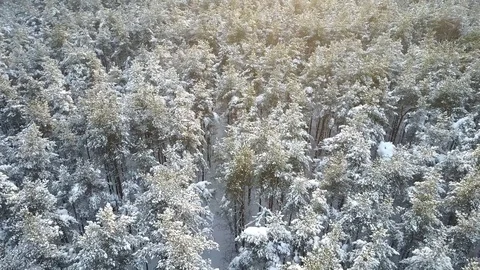 Aerial view. Flyover winter trees during Sunset Stock Footage 100055058