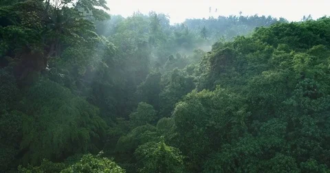 Aerial view of foggy rainforest. Flight over of jungle Stock Footage