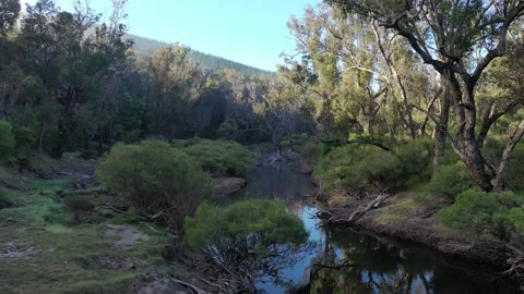 Aerial view of following river through pine forest Balingup Western Australia Stock Footage 153250044