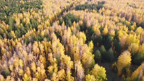 Aerial view Video stock 141185053