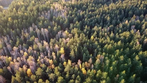 Aerial view Stock Footage 141185450