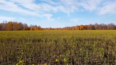 Aerial view Stock Footage 141319947