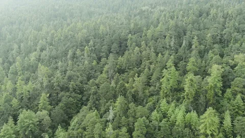 Aerial View Footage of pine trees Forrest Stock Footage 101386965