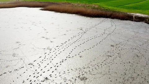 Aerial view of footprints in mud of various animals in nature reserve Stock Footage 270501947