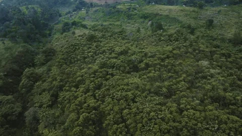 Aerial view of a forest 10 Stock Footage 291716540