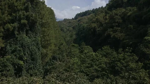 Aerial view of forest 10 Stock Footage 291947548