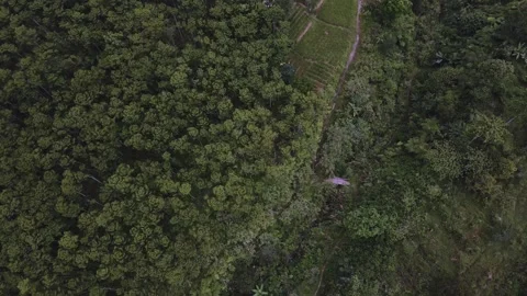 Aerial view of a forest 11 Stock Footage 291716587
