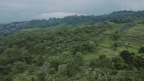 Aerial view of a forest 12 Stock Footage 291717202