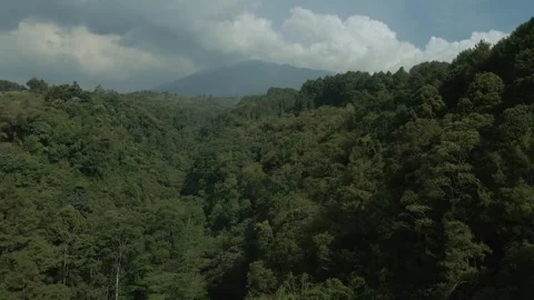 Aerial view of forest 12 Stock Footage 291952128