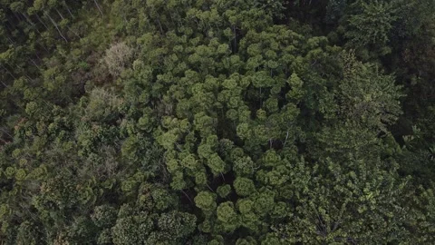 Aerial view of a forest 13 Video stock 291718178