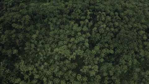 Aerial view of a forest 14 Stock Footage 291719045