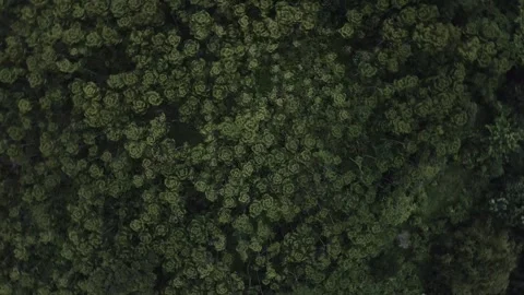 Aerial view of a forest 15 Stock Footage 291719088