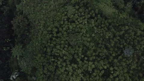 Aerial view of a forest 16 Stock Footage 291720584