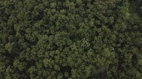 Aerial view of a forest 17 Stock Footage 291717615
