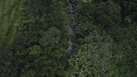 Aerial view of a forest 2 Stock Footage 291710746